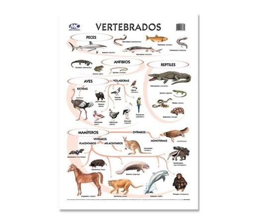 LAMINA M.C N°5 ZOOLOGIA - VERTEBRADOS X10