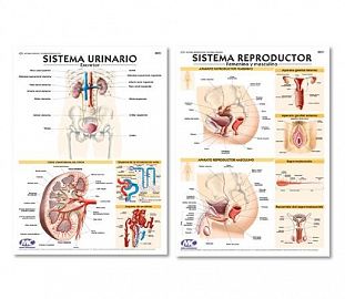 LAMINA MURAL ANATOMIA M.C 72X102CM D.FAZ SIST. REPRODUCTOR/SIST. URINARIO