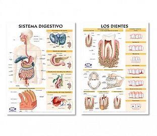 LAMINA MURAL ANATOMIA M.C 82X118CM D.FAZ SIST. DIGESTIVO/DIENTES