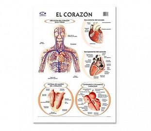 LAMINA M.C N°5 ANATOMIA - EL CORAZON X10