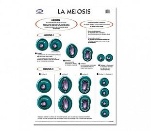 LAMINA M.C N°5 ZOOLOGIA - MEIOSIS X10